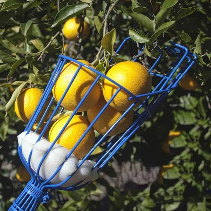 Safe Fruit Picker Tool for Seniors – No Ladders Needed